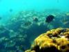 Dry Tortugas - Florida Keys