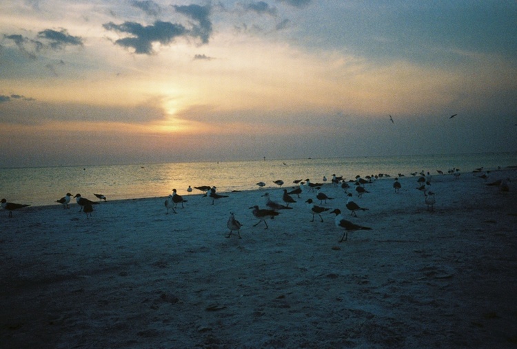 Flock of seagulls =P