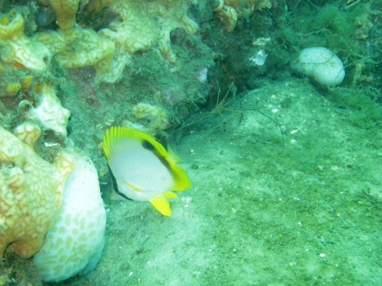 Reef Butterfly and Arrow Crab
