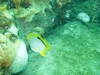 Reef Butterfly and Arrow Crab