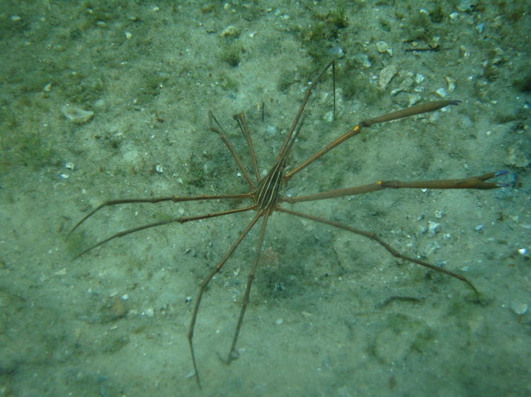 Arrow Crab