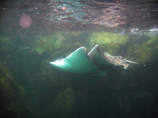Spotted Eagle Ray in Panama City FL Jetties