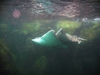 Spotted Eagle Ray in Panama City FL Jetties