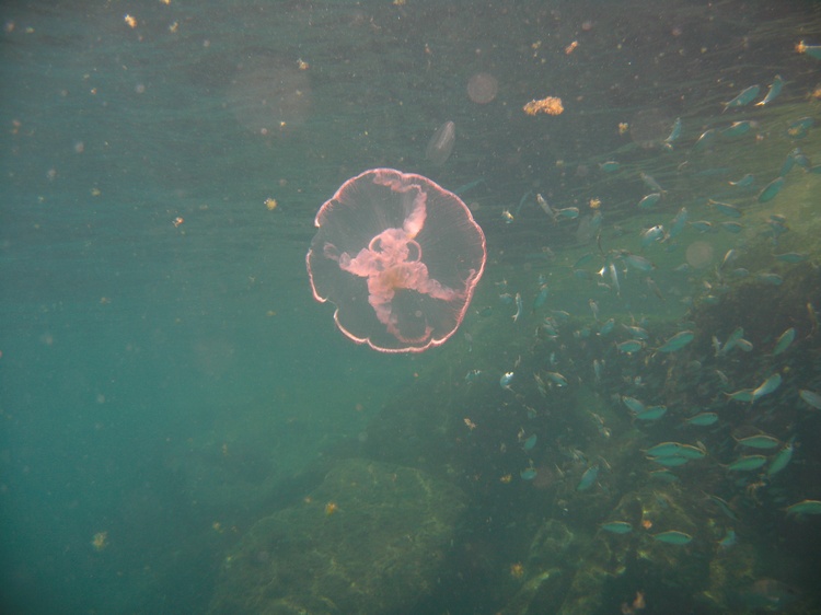 Moon Jelly Fish