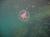 Moon Jelly Fish