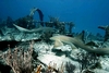 great vis!!