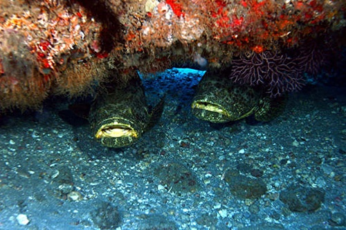 dive buddies!