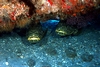 dive buddies!