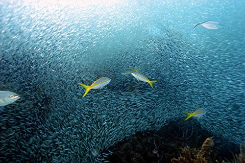 sea of silver