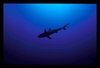 SHARK!!!!