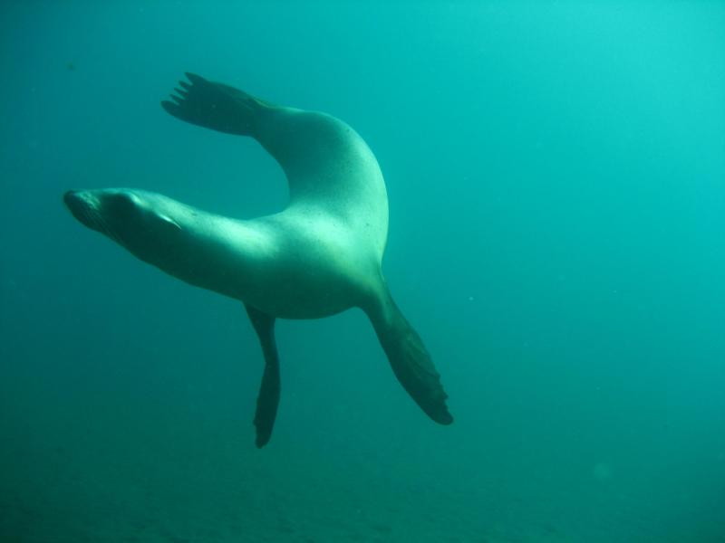 Seal