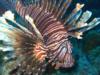 Lionfish