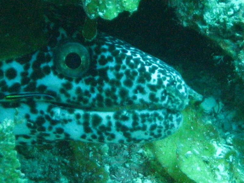 Spotted Moray Eel