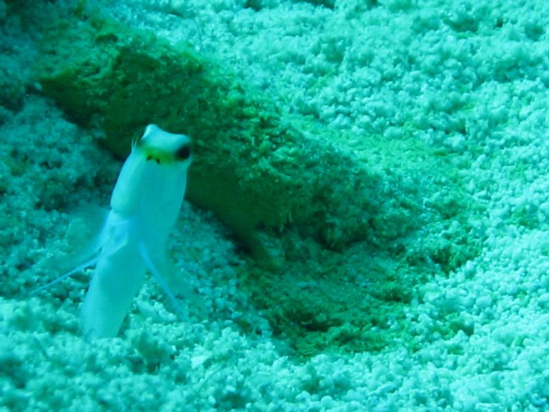 jawfish