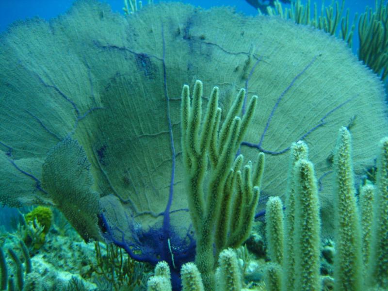 Coral in Bahamas