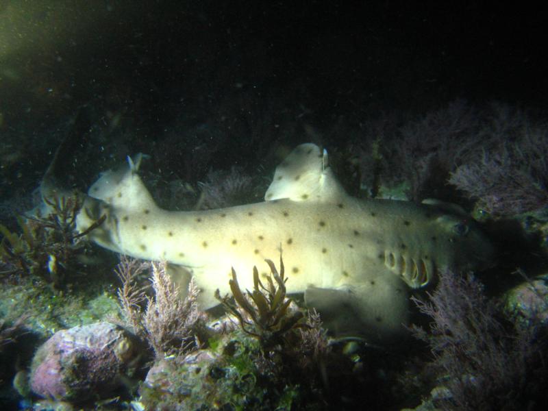 Horn Shark