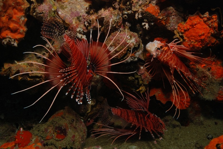 Lion Fish - Oman Peninsula