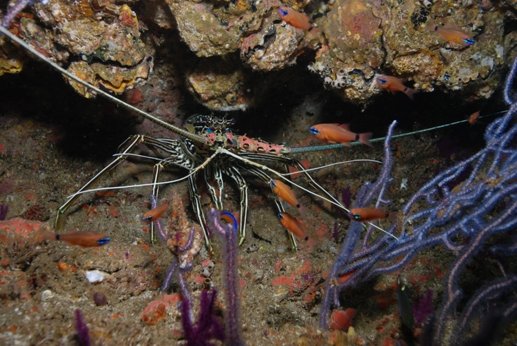 Lobster - Oman Peninsula