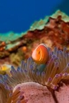 Clownfish - Yap