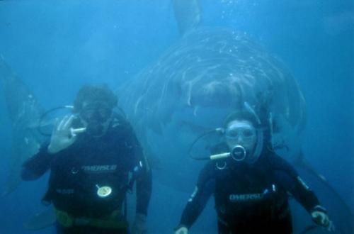 Ultimate shark diving