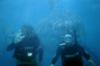 Ultimate shark diving - divemaster63
