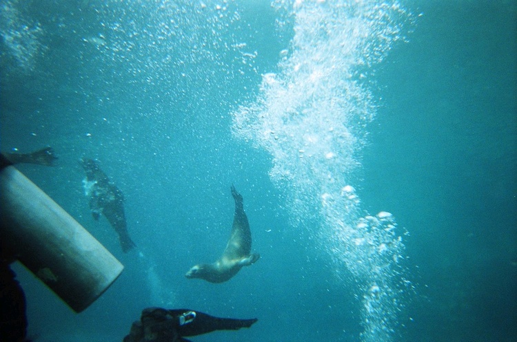 Sea Lions Play Time