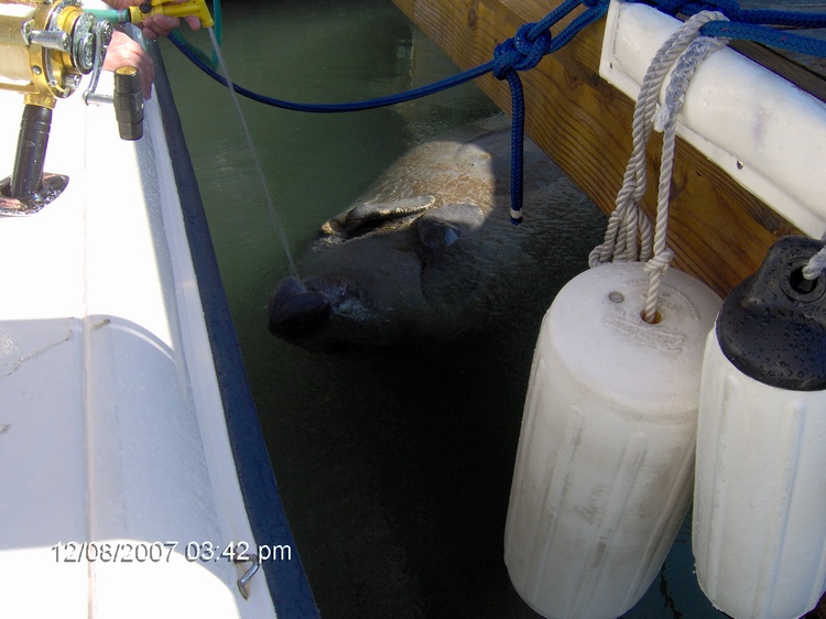 Thirsty Manatee