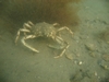 crab at radio  island