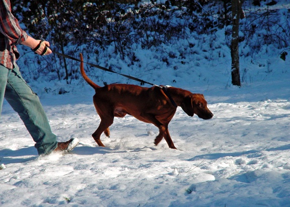 My dog and best bud, Red, I`ll miss you old boy.