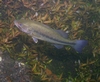 Comal River fish