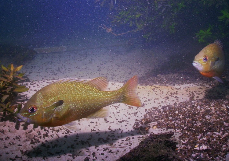 Comal River fish