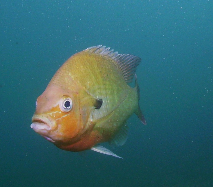 Comal River fish