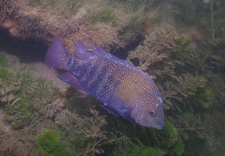 Comal River fish