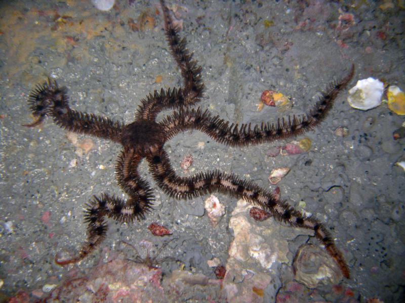 Brittle Star