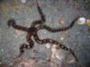 Brittle Star - DiverDanita