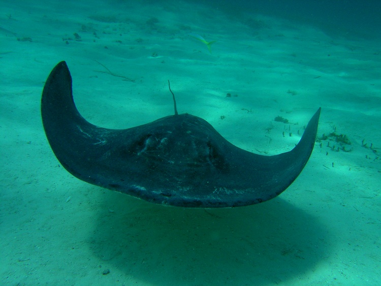 Stingray 