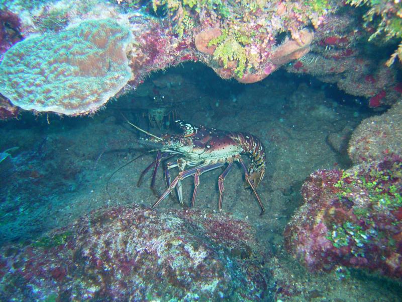 lobster