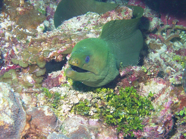 Moray eel