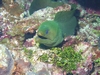 Moray eel