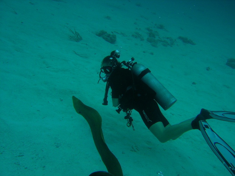 Moray ell swimming with Julie