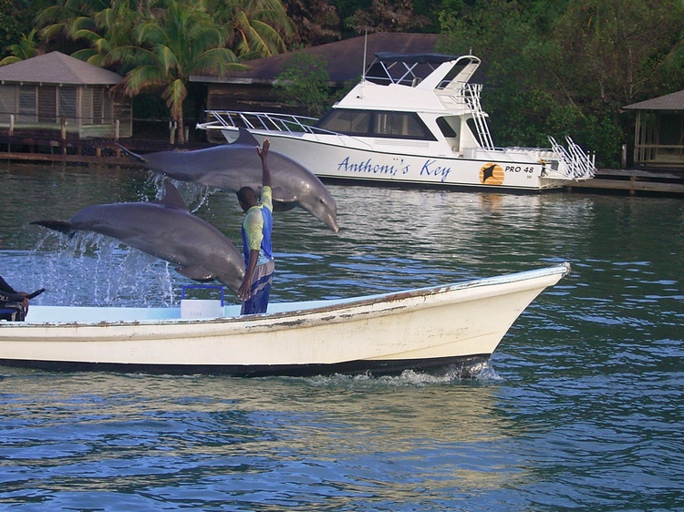 2005 Rotan Dolphins