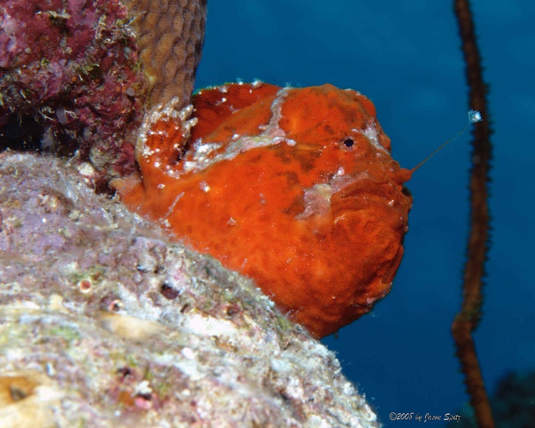 Longlure Frogfish (Antennarius multiocellatus) Red