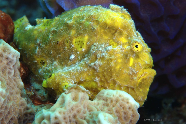 Longlure Frogfish (Antennarius multiocellatus) Yellow