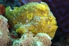 Longlure Frogfish (Antennarius multiocellatus) Yellow