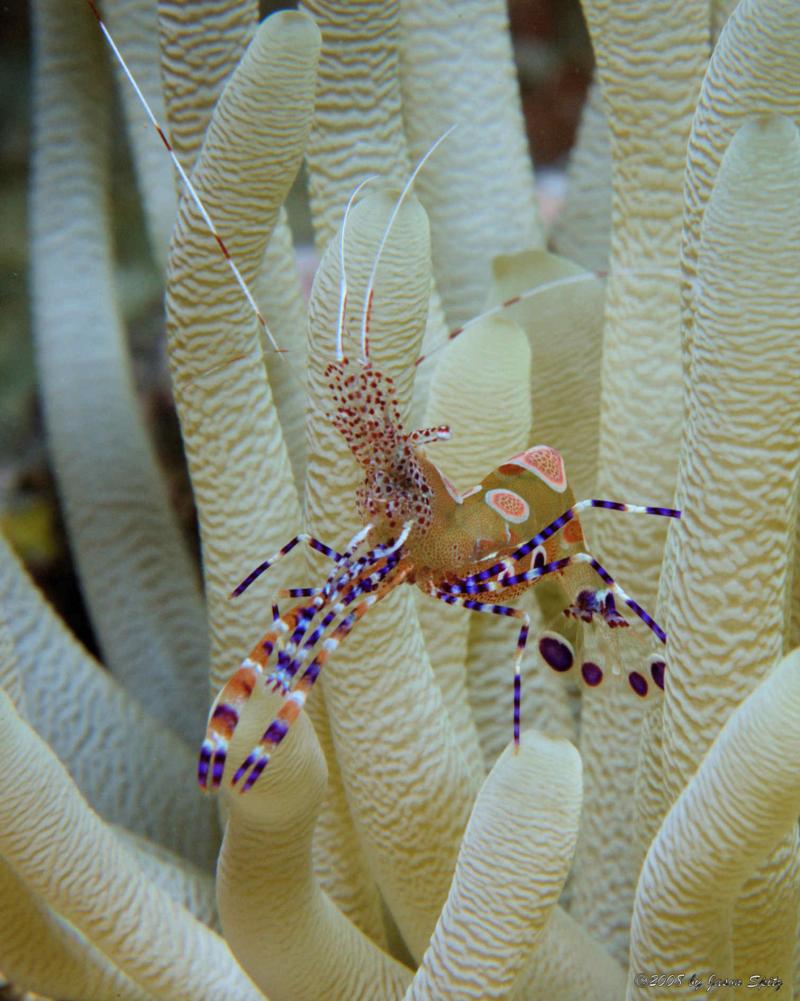 Spotted cleaner shrimp (Periclimenes yucatanicus) on Giant anemone (Condylactis gigantea)
