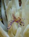 Spotted cleaner shrimp (Periclimenes yucatanicus) on Giant anemone (Condylactis gigantea)