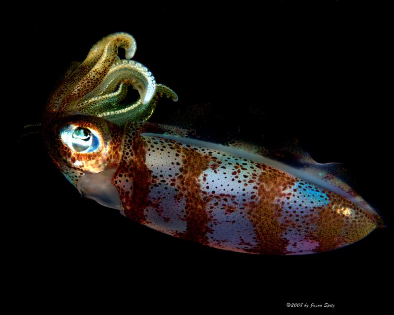  Caribbean reef squid (Sepioteuthis sepioidea)