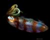  Caribbean reef squid (Sepioteuthis sepioidea)