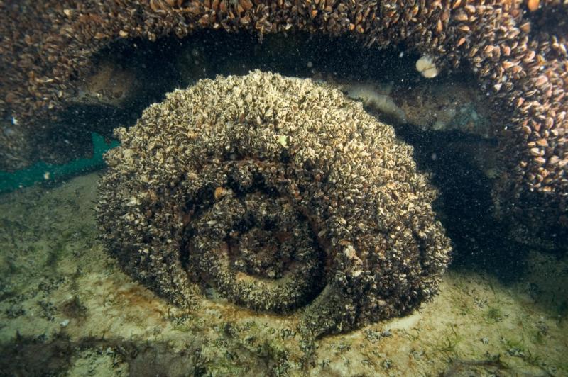 5/22 DiveBuddy at Dutch Springs - Photo Day