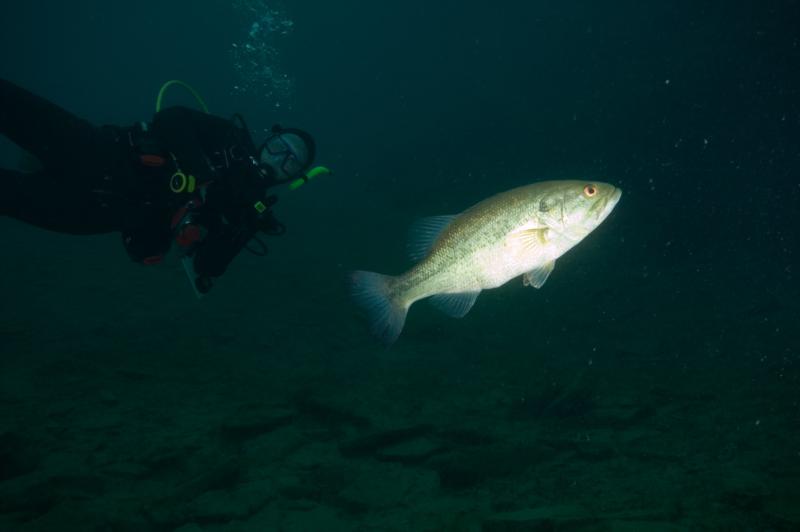 5/22 DiveBuddy at Dutch Springs - Photo Day